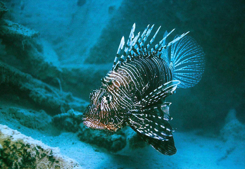 Pterois mombasae (Pesce leone africano)